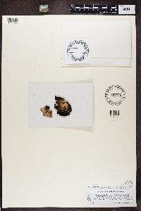 Umbilicaria virginis image