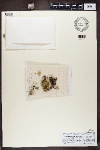 Pycnothelia papillaria image