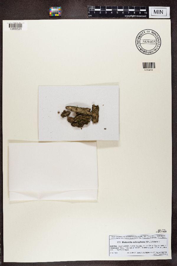 Biatorellaceae image