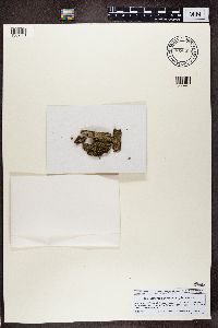 Piccolia ochrophora image