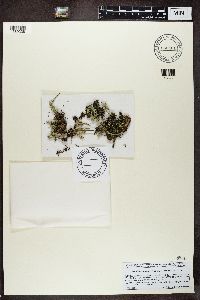 Cladonia grayi image