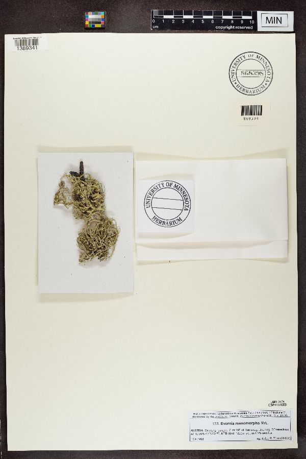 Evernia mesomorpha image