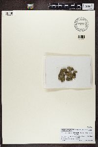 Hyperphyscia adglutinata image