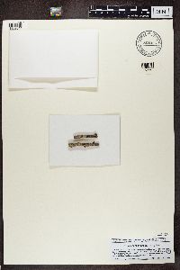 Lecanora symmicta image