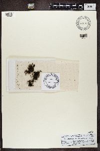 Leptochidium albociliatum image