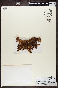 Lobaria pulmonaria image