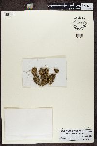 Peltigera didactyla image