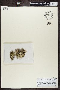 Platismatia glauca image