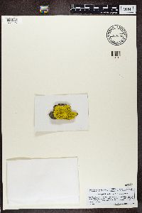 Pleopsidium flavum image