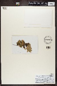 Pseudocyphellaria crocata image