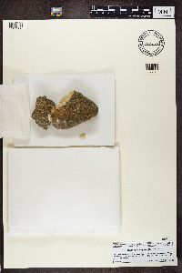 Trapelia obtegens image