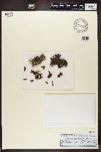 Acroscyphus sphaerophoroides image