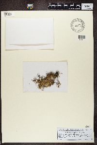 Alectoria nigricans image