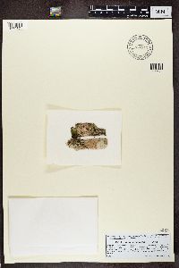 Arthonia cinnabarina image