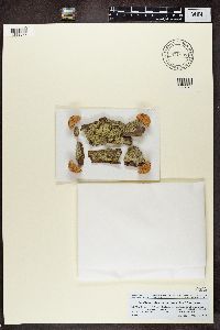 Chaenotheca stemonea image