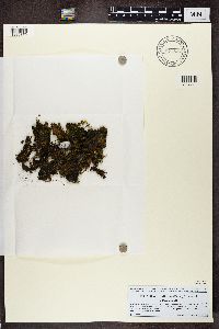 Lathagrium auriforme image