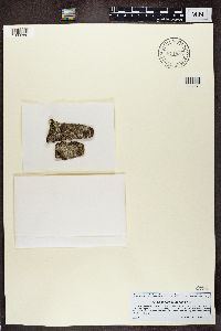 Lecanora allophana image
