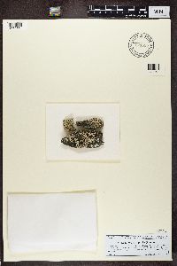 Lecanora argopholis image