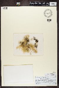 Usnea longissima image