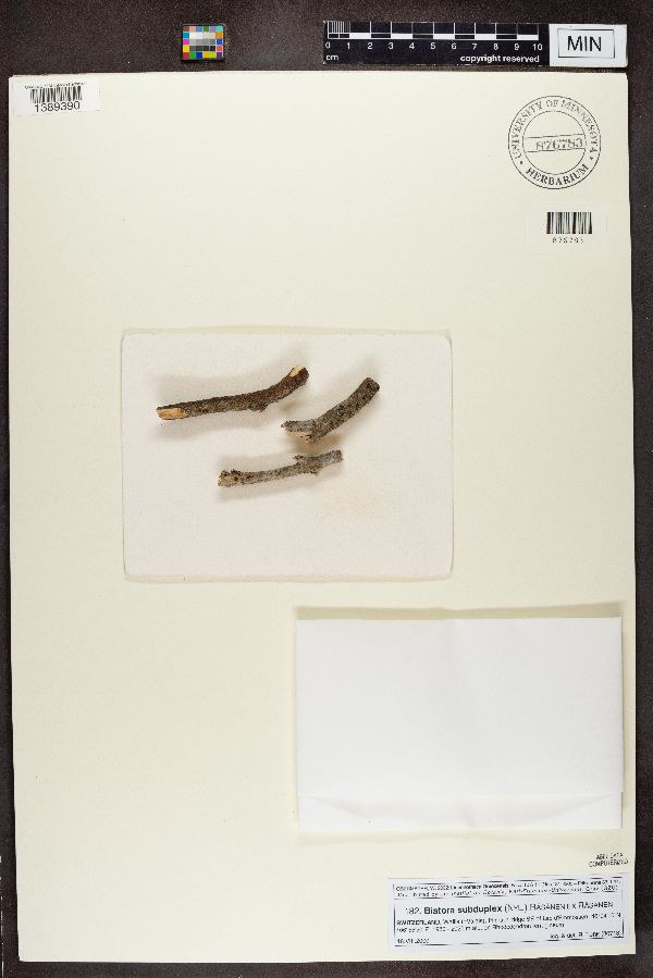 Biatora subduplex image