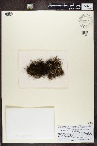 Media resource of Bryoria nadvornikiana