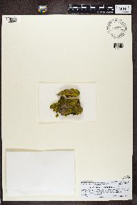 Candelaria concolor image