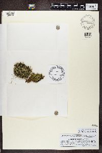 Cladonia coccifera image