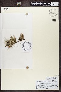 Cladonia squamosa image