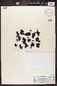 Collema flaccidum image