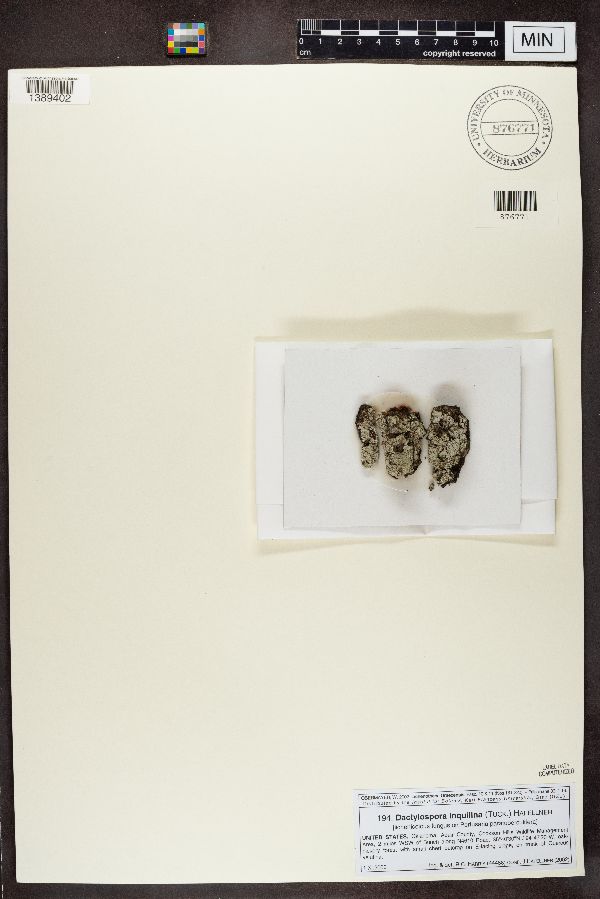 Dactylosporaceae image