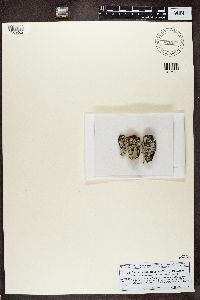 Media resource of Dactylospora inquilina