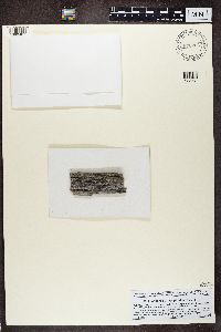 Lecanora hypoptoides image