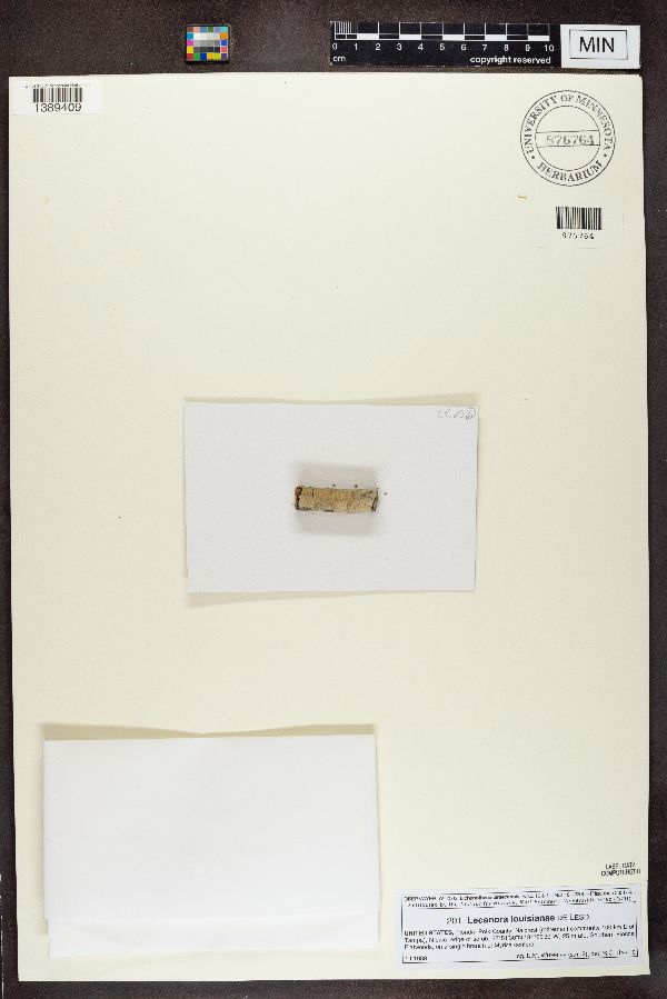 Lecanora louisianae image