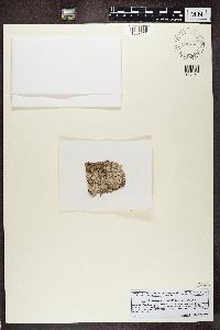 Loxospora elatina image