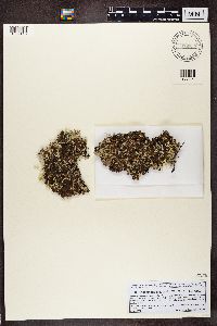 Platismatia glauca image