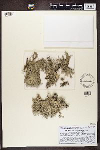 Pseudevernia furfuracea image