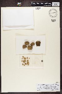 Thrombium epigaeum image