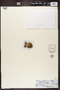 Thrombium epigaeum image