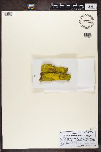 Chrysothrix candelaris image