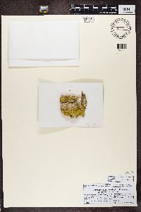 Chrysothrix candelaris image