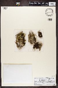 Cladonia gracilis image