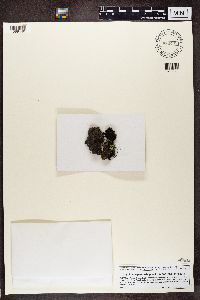 Fuscopannaria praetermissa image