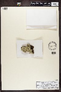 Lepraria finkii image