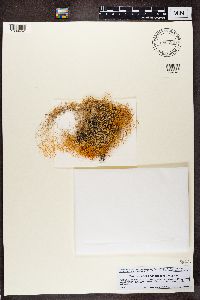 Thumbnail image of current specimen