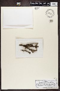 Melanohalea exasperatula image