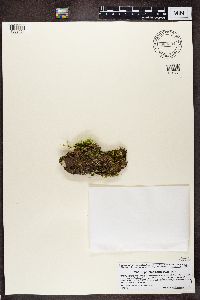 Nephroma parile image