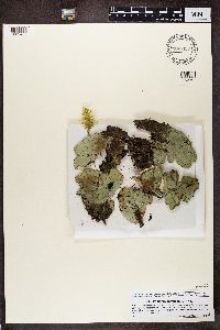 Peltigera aphthosa image