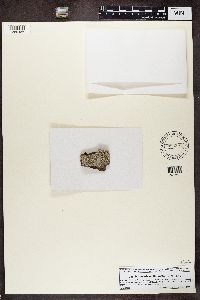 Pertusaria multipuncta image