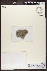 Porpidia tuberculosa image