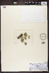 Media resource of Ramalina obtusata